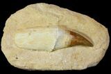 Rooted Mosasaur (Prognathodon) Tooth #114480-2